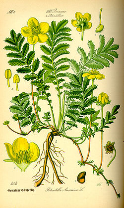 l'Ansrine, l'herbe aux oies