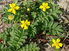 L'herbe au oies, l'ansrine