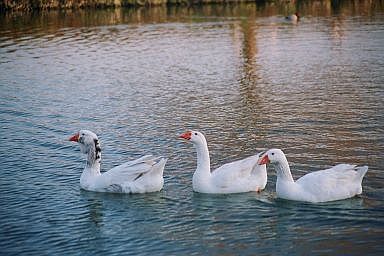 les oies sur la Meuse  Vis, Marc Poelmans